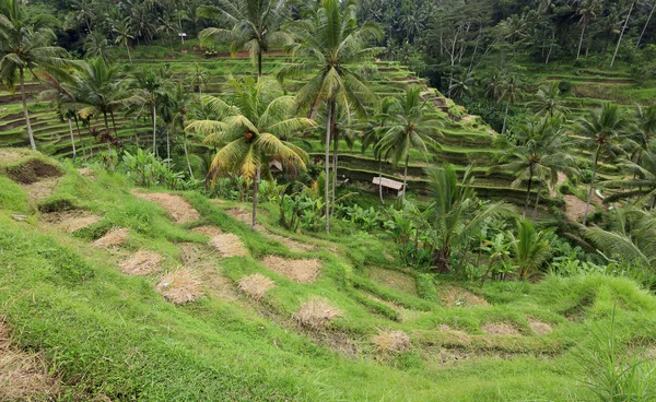 Taras ryżu niełuskanego dziedzinie na Bali, bali, Indonezja — Zdjęcie stockowe