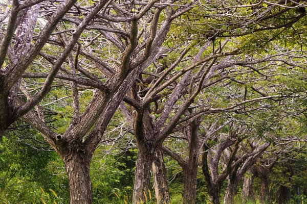 Line of trees — Stock Photo, Image