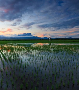 sunrise, Paddy alanında sabah, borneo, Malezya