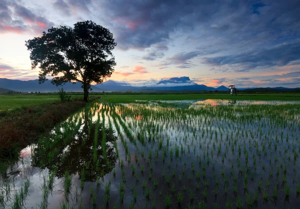 Árbol individual en un arrozal en Sabah, Borneo, Malasia —  Fotos de Stock
