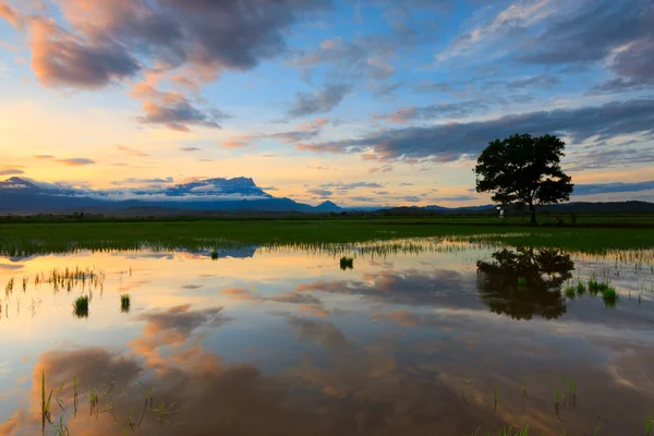 Reflektion av färgglada soluppgång med enda träd på sabah, borneo, malaysia — Stockfoto