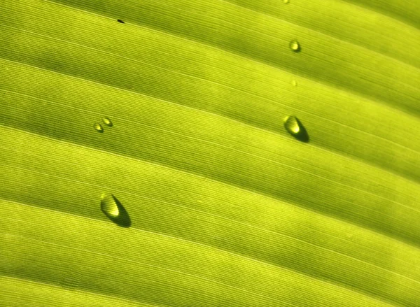 Tekstur dan pola abstrak daun pisang — Stok Foto