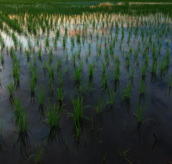 Campo di risaia all'alba — Foto Stock