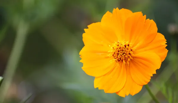 Cosmos sulphureus blomma — Stockfoto