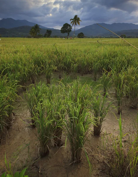 Pirinç çeltik alan sabah, borneo, Malezya — Stok fotoğraf