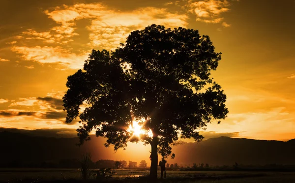 Képzőművészeti sziluettje egy fa sunburst — Stock Fotó