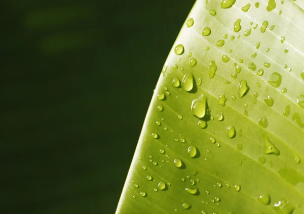 Foglia di banana con goccioline d'acqua — Foto Stock