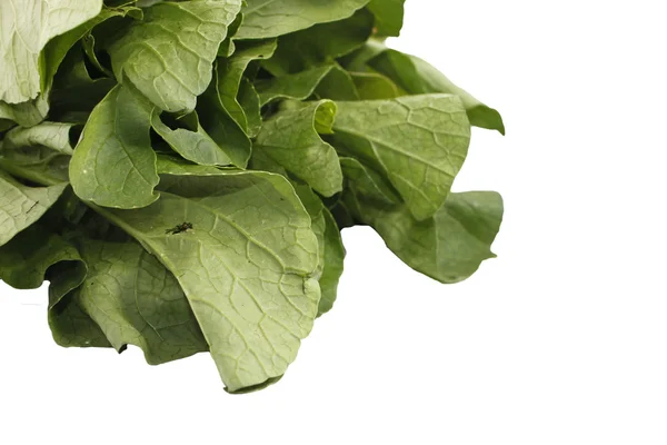 Légume vert moutarde isolé sur blanc — Photo