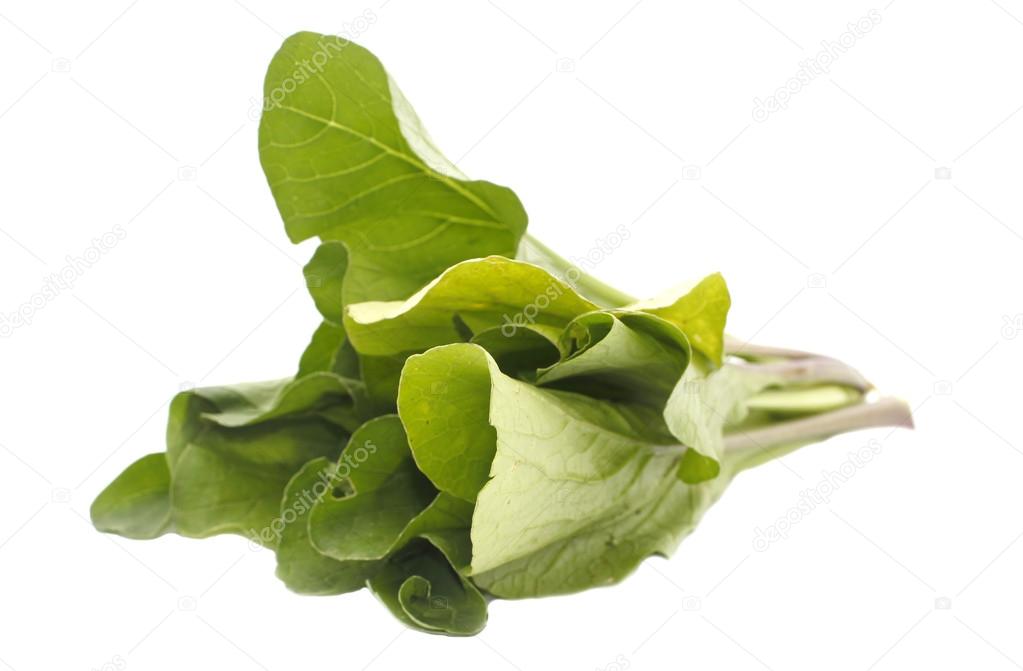 Mustard greens vegetable isolated on white