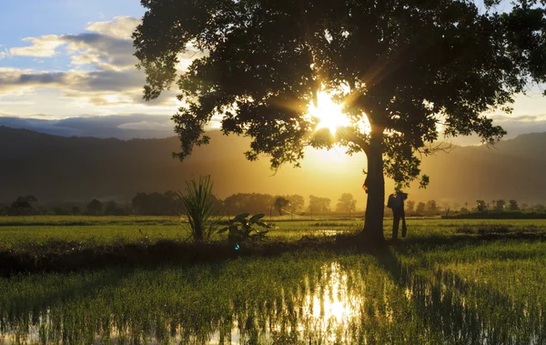 Silhuett av enstaka träd med sunburst på ett risfält i Sabah, Borneo, Malaysia — Stockfoto