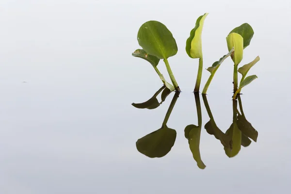 Réflexion de plantes d'eau dans un étang — Stockfoto