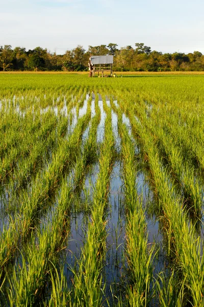Pola ryżowe w sabah, borneo, Malezja — Zdjęcie stockowe