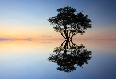 Silhouette and reflection of single tree at sunset clipart