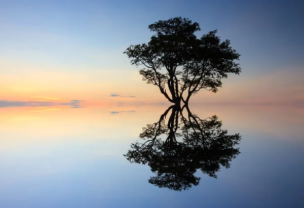 Silhueta e reflexão de uma única árvore ao pôr do sol — Fotografia de Stock