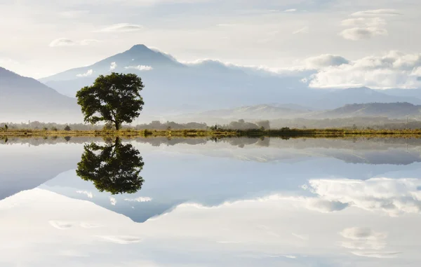 Reflexion eines einzelnen Baumes und Hügel bei Sabah, Borneo, Malaysia — Stockfoto