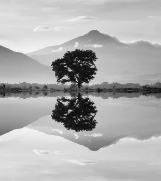 Reflection of a single tree and hills at Sabah, Borneo, Malaysia — Stock Photo, Image