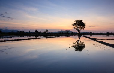 sabah, borneo, Malezya, gün batımı ve tek ağaç yansıması