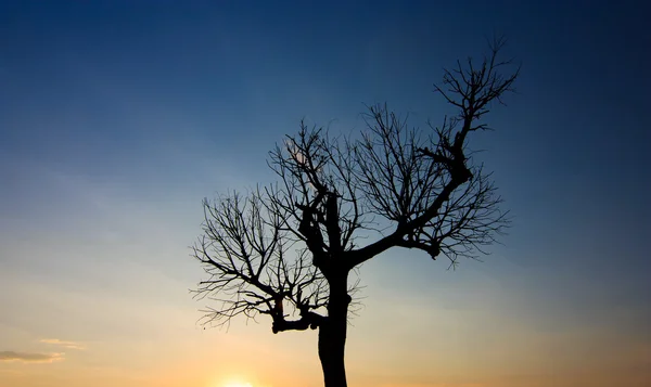 Силуэт мертвого дерева на закате — стоковое фото