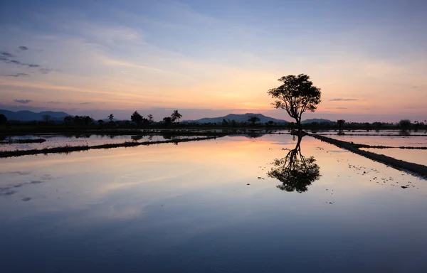 Weerspiegeling van de zonsondergang en één boom in sabah, borneo, Maleisië — Stockfoto