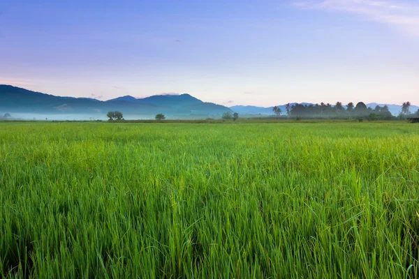 Vista harmônica do campo paddy com céu azul em Sabah, Bornéu, Malásia — Fotografia de Stock
