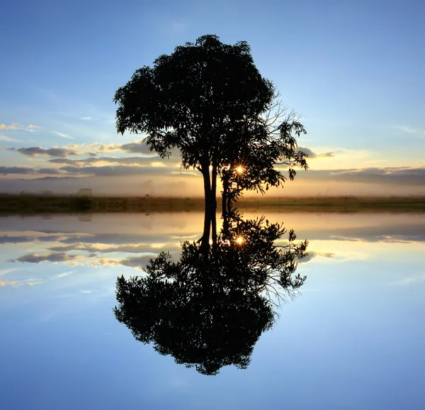 Silhouet en reflectie van één boom bij zonsopgang — Stockfoto