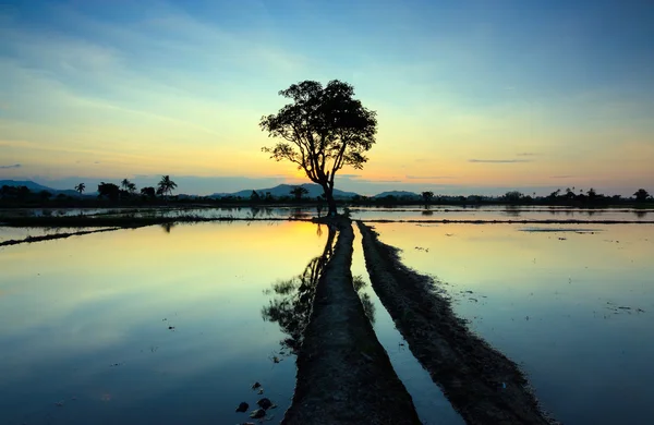 Spiegelung des Sonnenuntergangs und einzelner Baum in Sabah, Borneo, Malaysia — Stockfoto