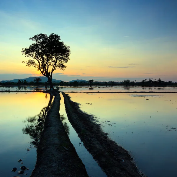 Reflet du coucher du soleil et d'un seul arbre à Sabah, Bornéo, Malaisie — Photo