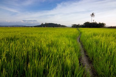 sabah, borneo, Malezya, mavi gökyüzü ile paddyfield harmonik görüntüleme