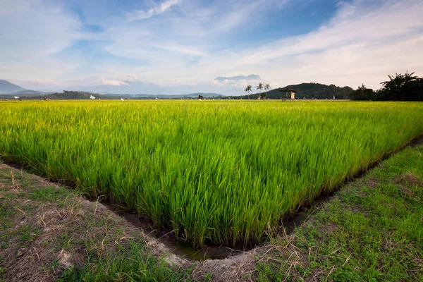 Harmonischer Blick auf ein Reisfeld mit blauem Himmel bei Sabah, Borneo, Malaysia — Stockfoto