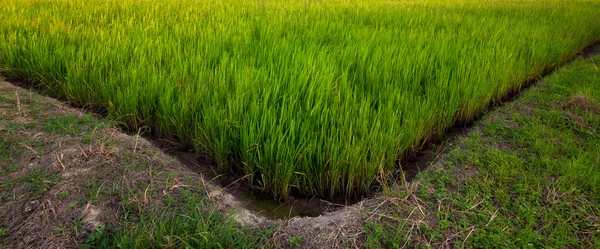 V kształt pola ryżowego w sabah, borneo, Malezja — Zdjęcie stockowe