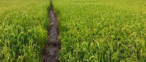 Caminho de terra em um campo de arrozal — Fotografia de Stock