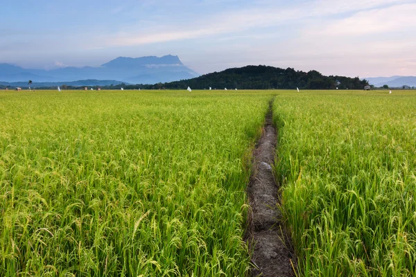 Reisfeld in einer ländlichen Gegend in Sabah, Borneo, Malaysia — Stockfoto