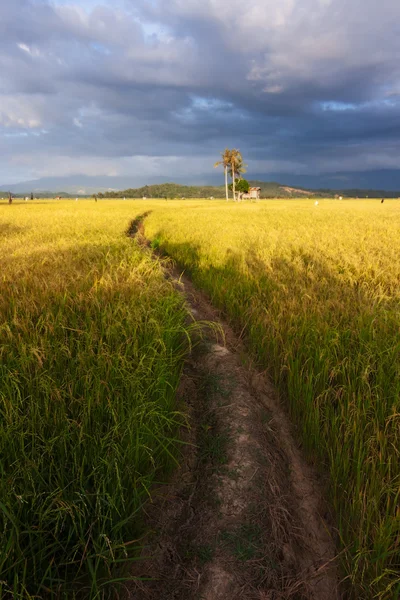 Sentiero sterrato curvo su un campo di risaie a Sabah, Borneo, Malesia — Foto Stock