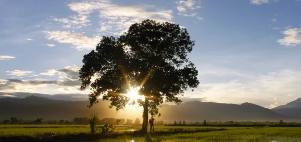 Silhouette di un singolo albero con sunburst a Sabah, Malesia, Borneo — Foto Stock