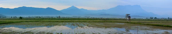 Vue panoramique d'une rizière avec le mont Kinabalu à Sabah, Malaisie, Bornéo — Photo