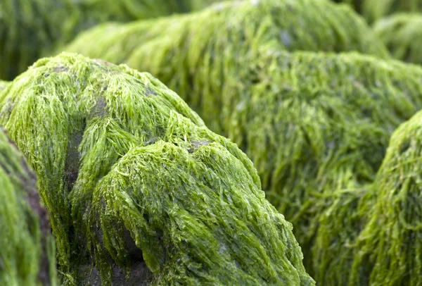 Muschio verde sulle rocce — Foto Stock
