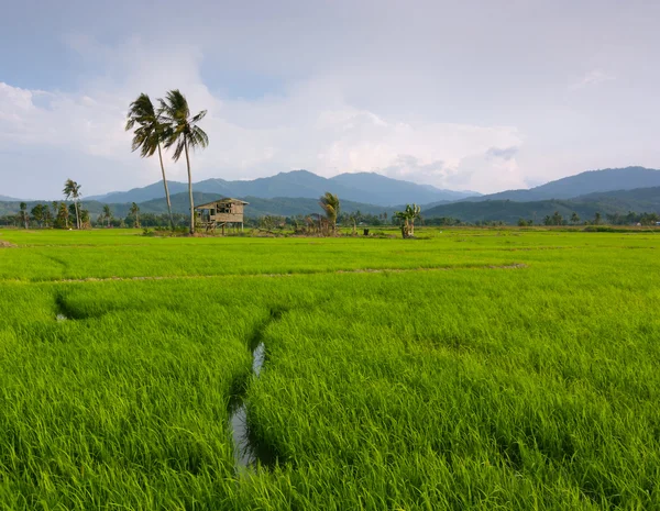 Campo di risaia con cielo blu a Kota Marudu, Sabah, Malesia orientale, Borneo — Foto Stock