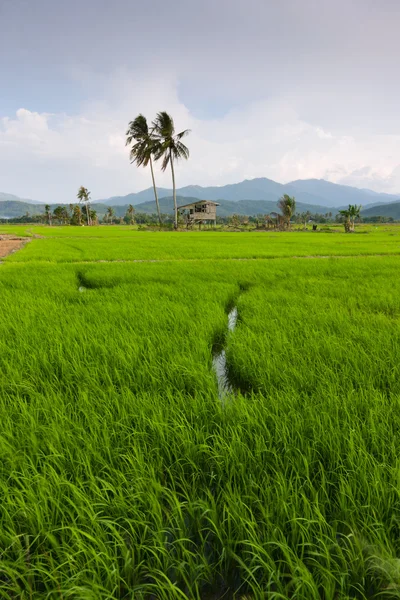 Campo di risaia con cielo blu a Kota Marudu, Sabah, Malesia orientale, Borneo — Foto Stock