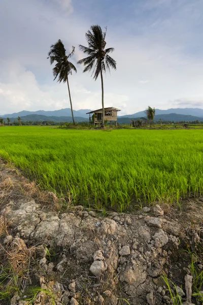 Campo di risaia con cielo blu a Kota Marudu, Sabah, Malesia orientale, Borneo — Foto Stock