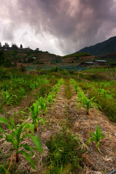 Campo de maíz con nubes dramáticas en Kundasang, Sabah, Malasia Oriental, Borneo — Foto de Stock