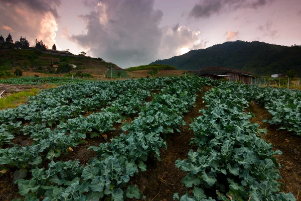 Lahana Bahçe Kundasang, Sabah, Doğu Malezya, Borneo — Stok fotoğraf