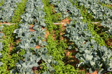 sorok, káposzta, zöldség