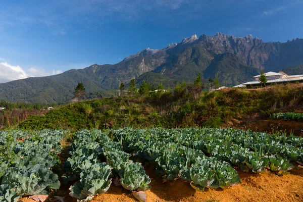 Campo vegetale con il Monte Kinabalu sullo sfondo in Kundasang, Sabah, Malesia, Borneo — Foto Stock