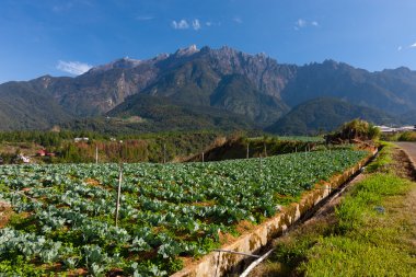 kundasang, sabah, Doğu Malezya, borneo, mt kinabalu ve sebze alan görünüm