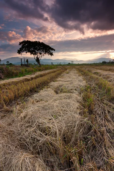 Skördade risfält på kota marudu, östliga malaysia, sabah, borneo — Stockfoto