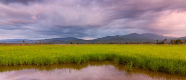 sabah, Doğu Malezya, Borneo çeltik alan kasvetli bir günde