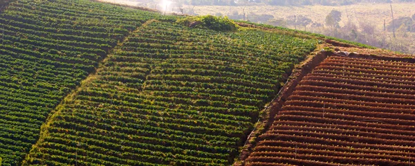 Landsbygden vegetabiliska fältet på kundasang, sabah, östliga malaysia, borneo — Stockfoto