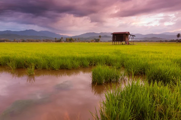 Campo de arroz en un día sombrío en Sabah, Malasia Oriental, Borneo —  Fotos de Stock