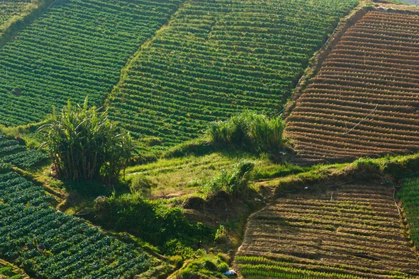 Gemüsefeld auf dem Land bei Kundasang, Sabah, Ostmalaysien, Borneo — Stockfoto