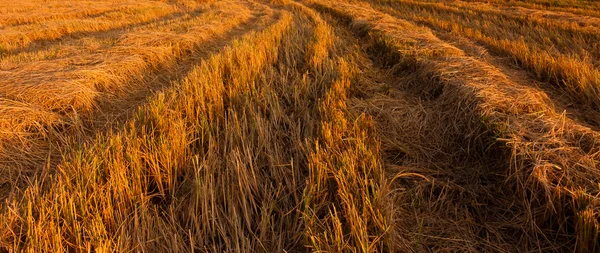 Linhas de campo de arroz colhido — Fotografia de Stock